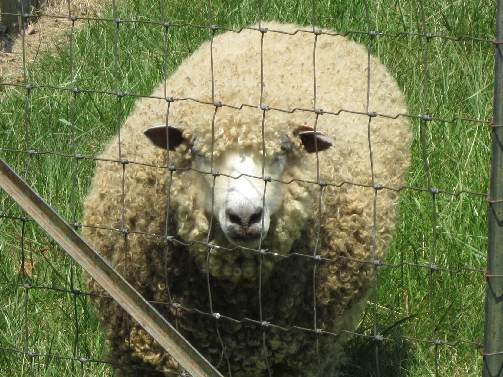 Sheep